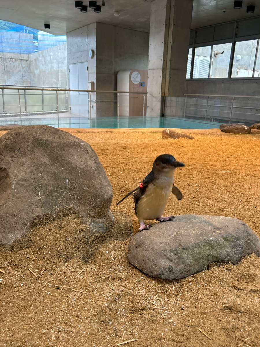 早めにスクロールしてご覧ください。
#長崎ペンギン水族館　#ペンギン　#コガタペンギン　#ジャンプ