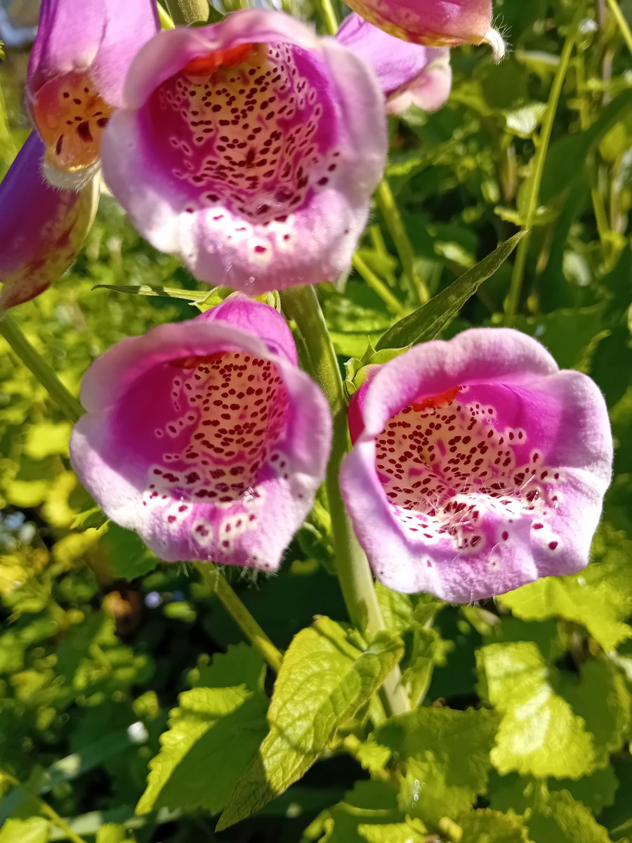 Don't you just love a foxglove? #thankgoodnessforgardens