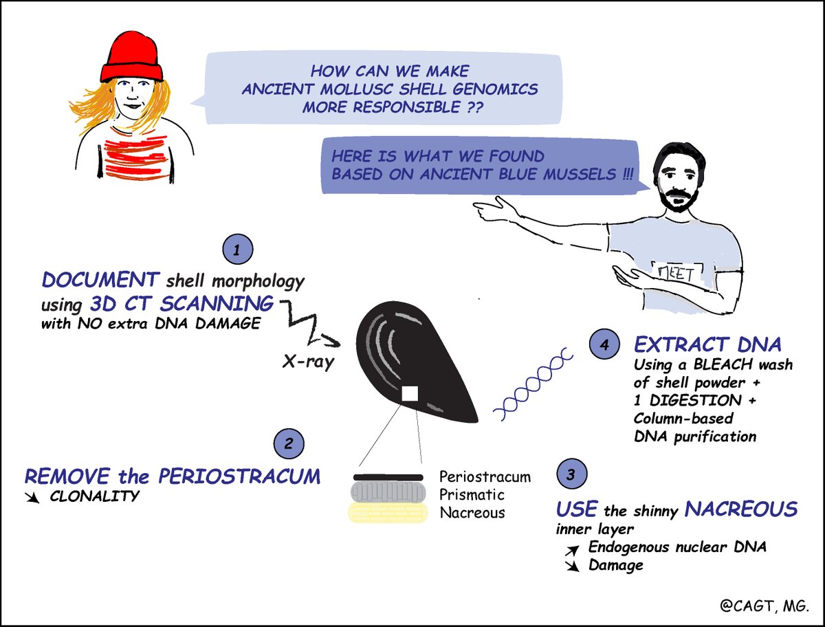 Working with ancient shell DNA? our practical tips published in <a href="/PLOSONE/">PLOS One</a> doi.org/10.1371/journa…
<a href="/AgenceRecherche/">ANR - Agence nationale de la recherche</a> <a href="/CagToulouse/">CAGToulouse</a> <a href="/UT3PaulSabatier/">UT3 Paul Sabatier</a> <a href="/CNRS_Toulouse/">CNRS Occitanie Ouest</a> <a href="/CNRSecologie/">CNRS Écologie & Environnement</a> @Thyrring_J
Thanks to <a href="/Morgane_Gibert/">Morgane Gibert</a> for the illustration