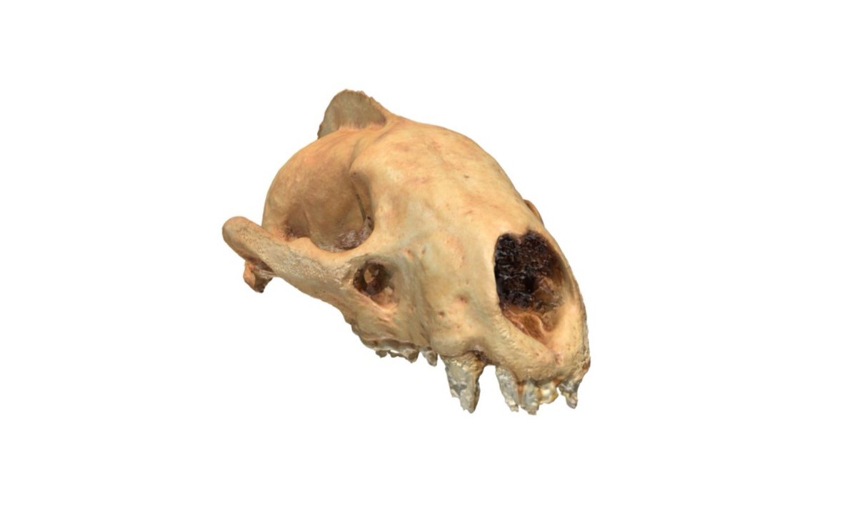 Though classed as a carnivore, the European badger actually eats an array of plant and animal material including insects, other mammals, and tubers! View this digital model at skfb.ly/6RIMH #ToothyTuesday #LapworthRocks #geologyrocks #palaeontology #paleontology