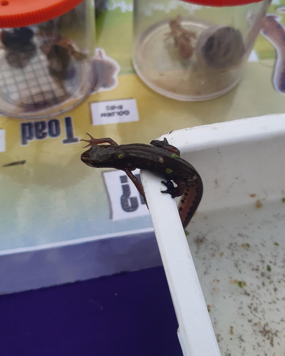 Our #ScottishGreenPathways team found this beautiful #palmate #newt during their #SaveTheFrogsDay event at Glasgow Botanic Gardens. @savethefrogs