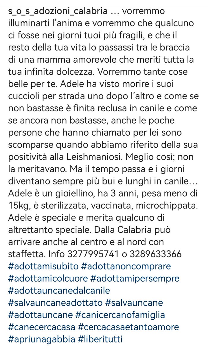 Adele 3 anni, ha visto morire tutti i suoi piccoli in strada e nessuno la vuole perché #Leishmania positiva. È dolcissima, salviamola! 🆘3289633366 #Calabria #AdoptDontShop #SosCani #adottanoncomprare #adottauncanedalcanile #canicercacasa #adozionecani #adozionidelcuore #adottami