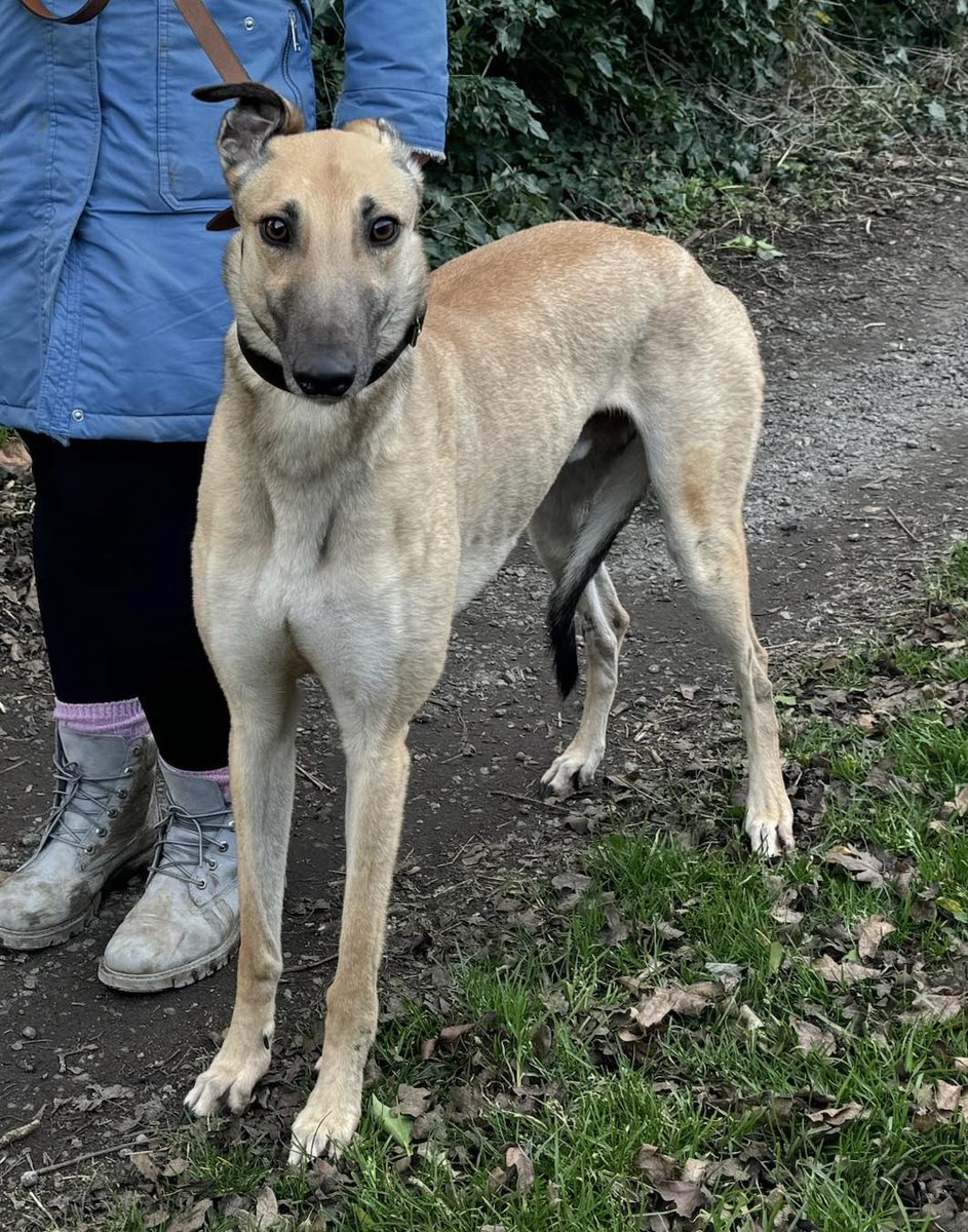 Yesterday Sentinel (Smudge) was homed to a lady in Sussex with other dogs. Smudge, now called Rebus, had 2 races at @YglGreyhound, 7 wins from 36 @CrayfordStadium @CrayRaceOffice and 1 open win @HarlowDogs He is number 38 for the year and 2,453 in total