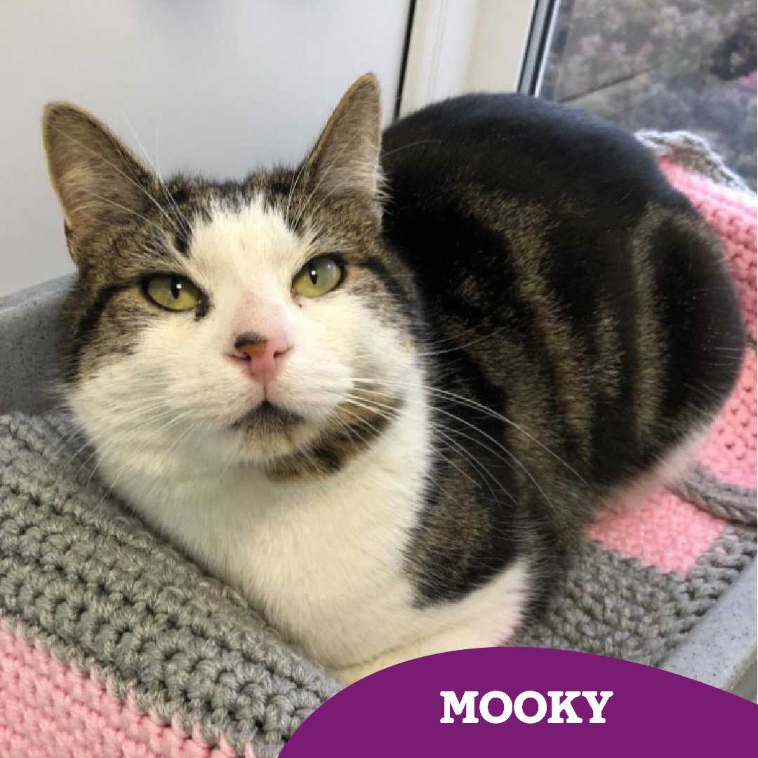 2yro Mooky is a lovely lad who arrived at the Tyneside AC after his previous owner sadly passed away 💔 Mooky is full of love, he just needs to find a #fureverfamily to give it to! 🫶🏻 could that be you? Find out more 👇🏻 cats.org.uk/findacatform/?…