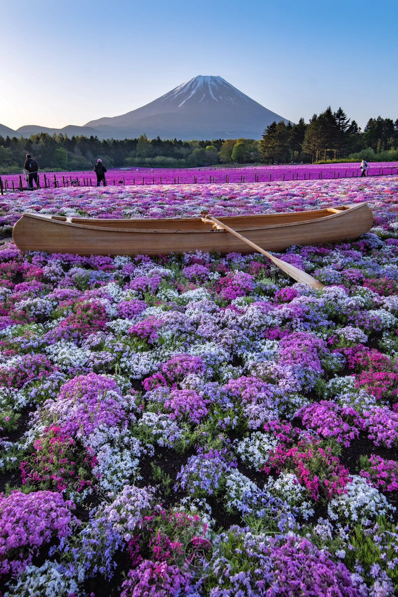 富士芝桜まつりで見られる、満開に咲く芝桜の海を行く小舟と、富士山のコラボの絶景。

#富士山 #tokyocameraclub #PENTAX