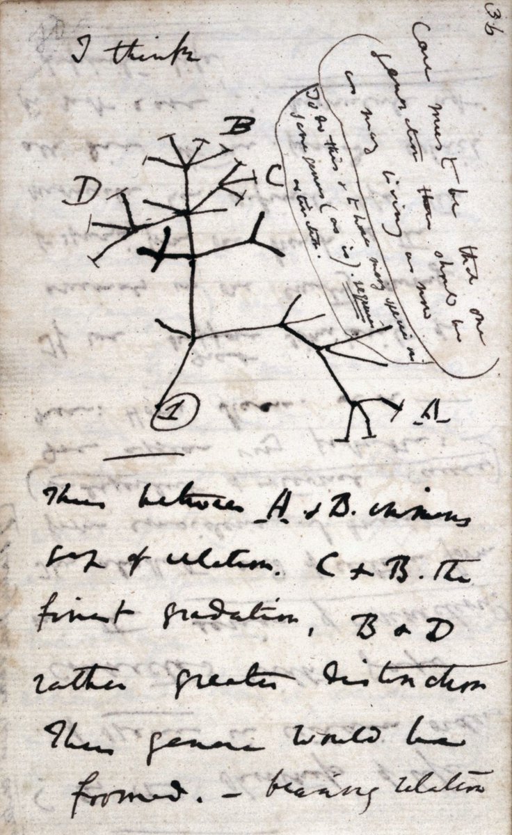 Charles Darwin's first diagram of an evolutionary tree👇 He sketched it in July 1837 in his Notebook B on Transmutation of Species. See the interpretation of Darwin's handwriting in the thread below.🧵 
#ScienceHistory