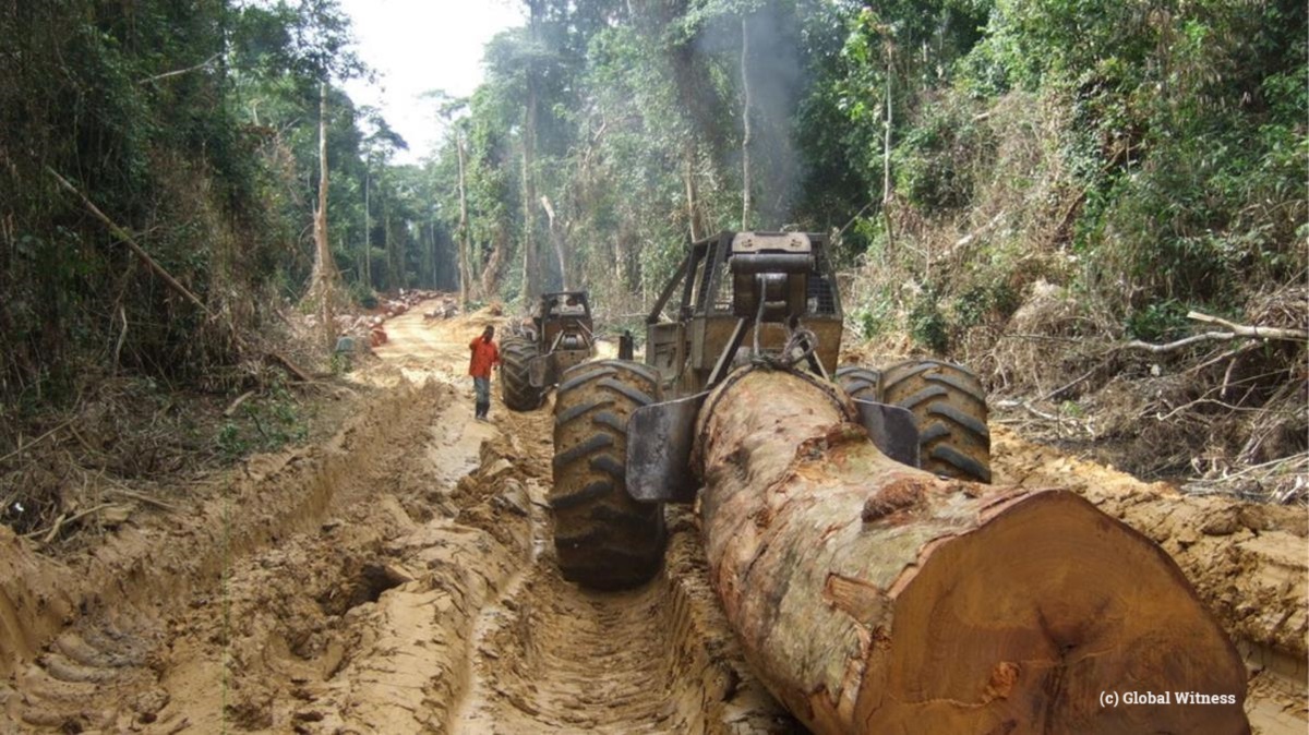 Chinese forestry company under fire for illegal timber harvest in DR #Congo

loom.ly/s2njwJs

#illegallogging #deforestation #Africa #China
