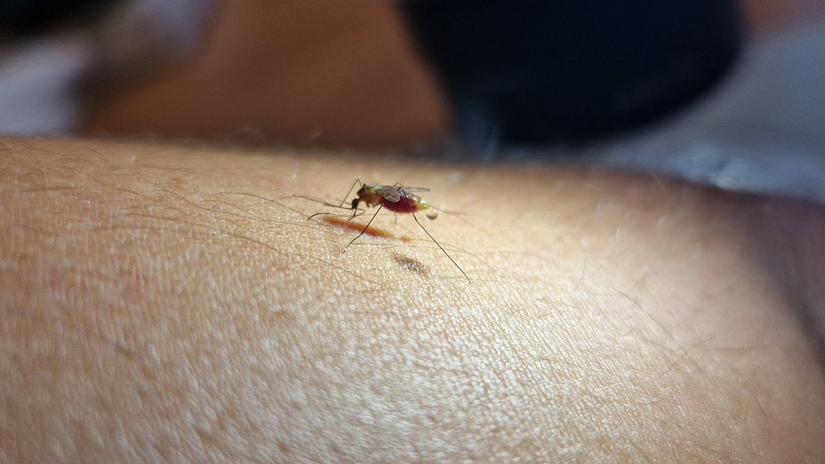 La @ebdonana participa en un estudio que analiza la distribución de los mosquitos transmisores de la malaria en España. A pesar del bajo riesgo de transmisión local, el mosquito 'Anopheles maculipennis' está ampliamente distribuido en España. ➡️tiny.cc/nddzxz
