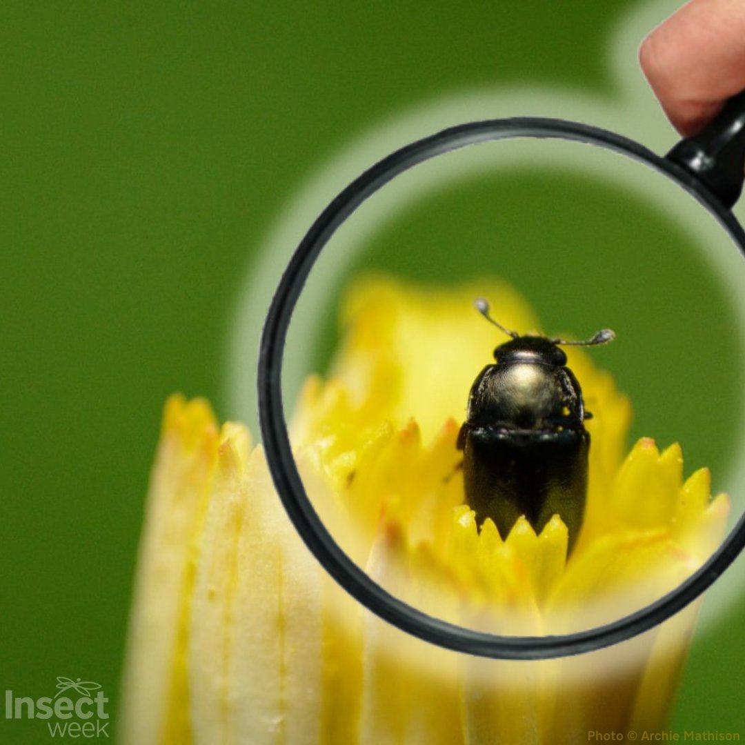 Your biological records can help ‘measure the health’ of insects in the UK. Get involved in biological recording to help scientists better understand insects and where they live. Learn more about #BiologicalRecording: insectweek.org/discover-insec… @iRecordWildlife