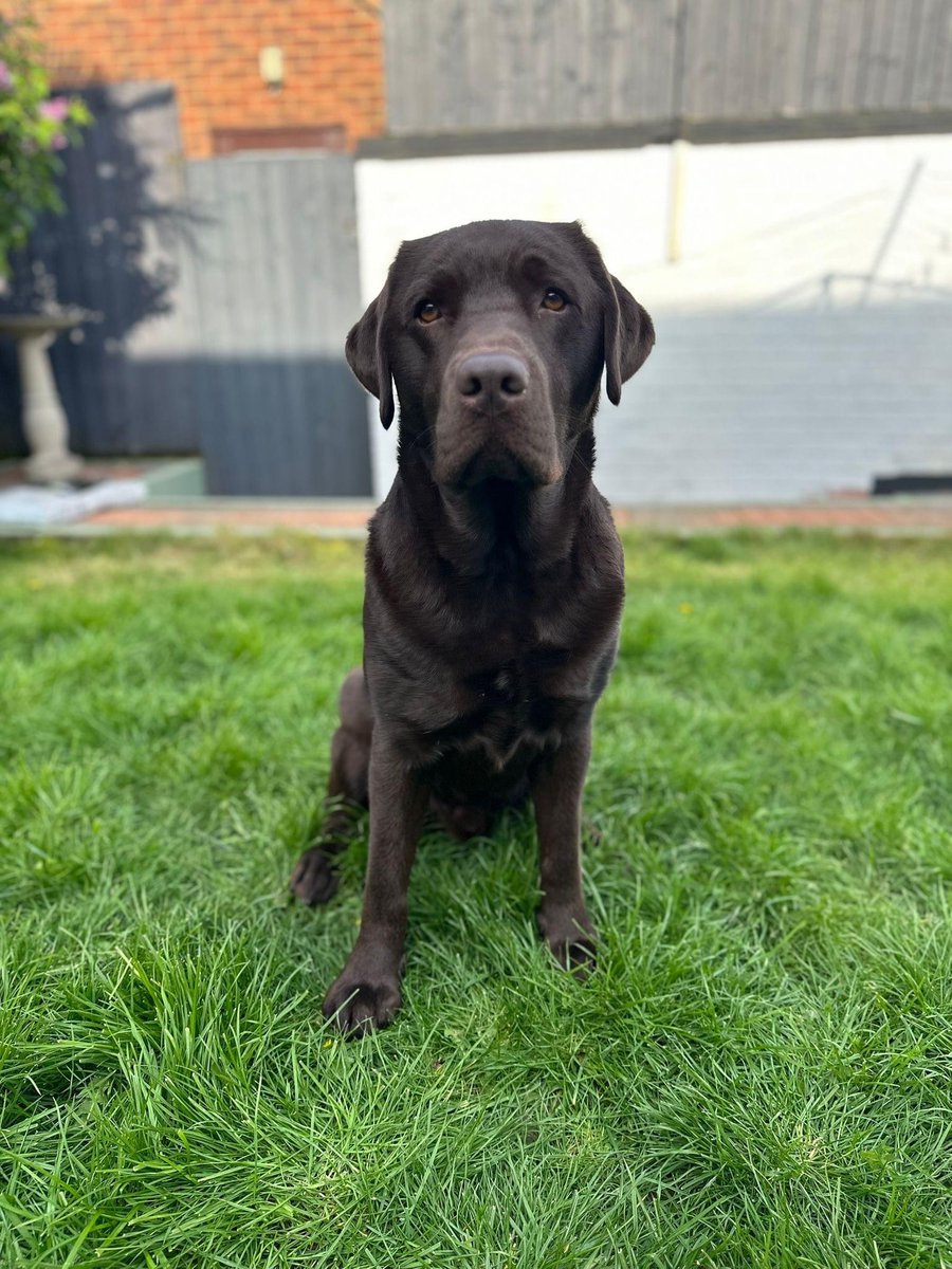 Logan is a trainee Medical Detection Dog who is preparing for his final assessment where he'll show off skills like recall, heelwork, settles and waits. He's a friendly, happy boy who loves everyone he meets and of course they're all his best friends. medicaldetectiondogs.org.uk…