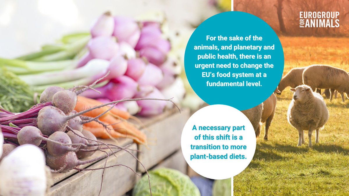 Promoting more #PlantBased diets in the EU is a critical step towards more #SustainableFoodSystems! 💪🥬

A recent report discovered such a shift would reduce the 'hidden' costs associated with low #AnimalWelfare by 74% and environmental impact by 77%:  eurogroupforanimals.org/library/extern…