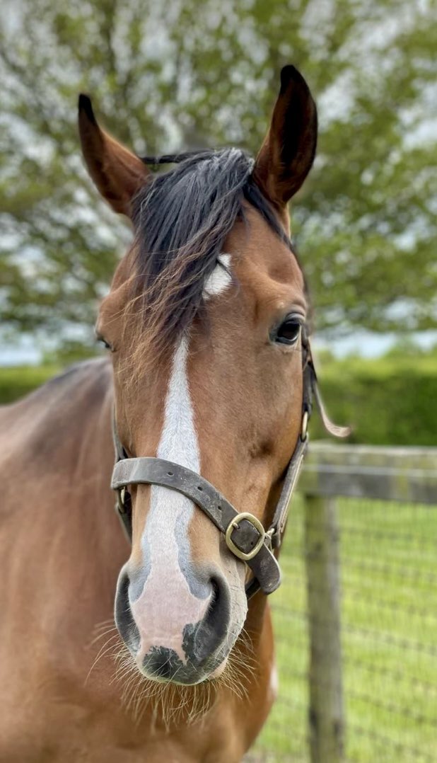 Very sad to report that we lost Date With Destiny over the weekend, due to complications following colic surgery. She was 16. Date With Destiny was the only progeny of George Washington and the dam of Group winner Beautiful Morning. A Diva. She will be missed by us all here.