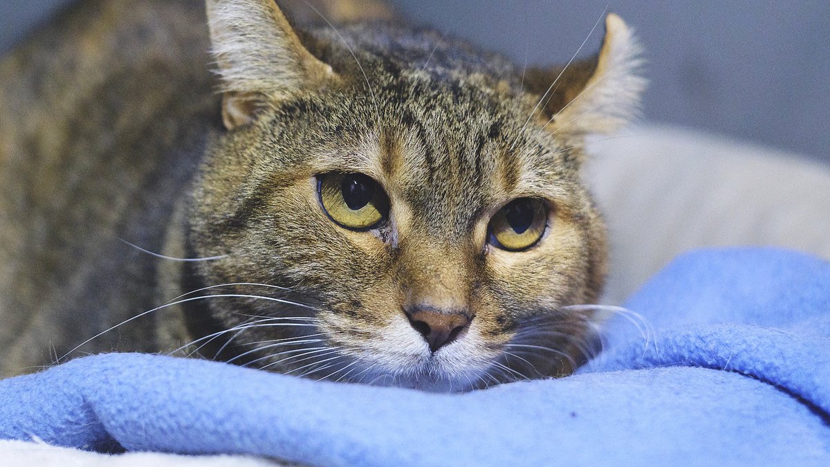 🐱📷 La Sarita (8 anys) ha perdut la seva llar perquè la propietària ha hagut d'ingressar a una residència. És una gata de certa edat, tranquil·la, bona però no ha conviscut mai amb altres animals. Millor filla única... protectoramataro.org/adopta-un-anim…