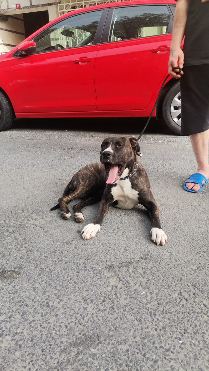 Maalesef ki terk edildi… Bir arkadaşımız tesadüfen karşılaştı ve bırakamadı,geçici korumada. Boxer melezi,çip yok,kısır 1,5-2 yaşlarında dişi.. Korumada süresi ciddi kısıtlı acil yuva aranıyor🙏 İstanbul/Sarıyer 0 532 336 48 65 @masum_gozler 🙏🙏