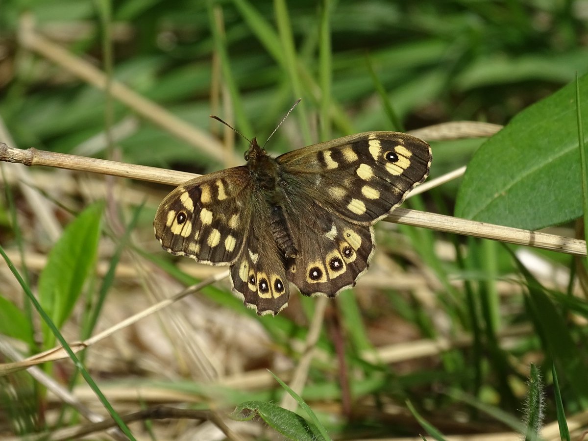 The first Speckled Wood (Pararge aegeria) of the year was spotted at NMCC last week. It's one of many species supported by our low-mow regime. We've got plenty of Yorkshire-fog grass across the site, providing potential caterpillar food 🐛 #NMCCbiodiversity #NoMowMay