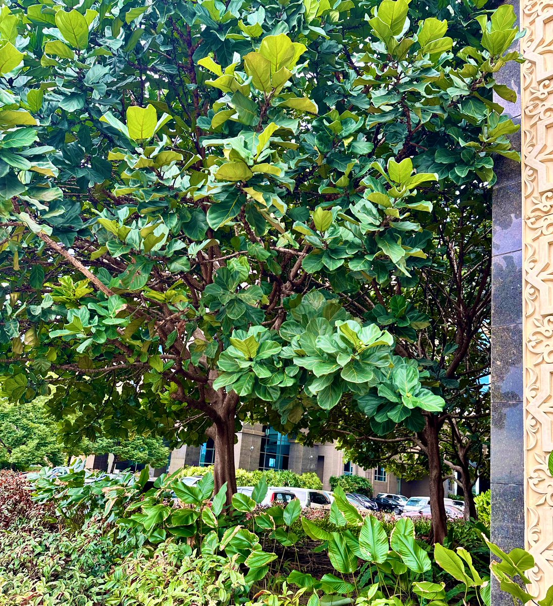 樹高約7mの Ficus lyrata(カシワバゴムノキ)
日本でもお馴染みの観葉植物

この種の花嚢(果実に見えるやつ)を初めて見た。
形から推測するとメス。
アフリカ原産なので送粉コバチはいないと思うけど、割って確認したかった。

サバ州庁の敷地ではさすがに登れないので、今度パチンコで撃ち落とそう