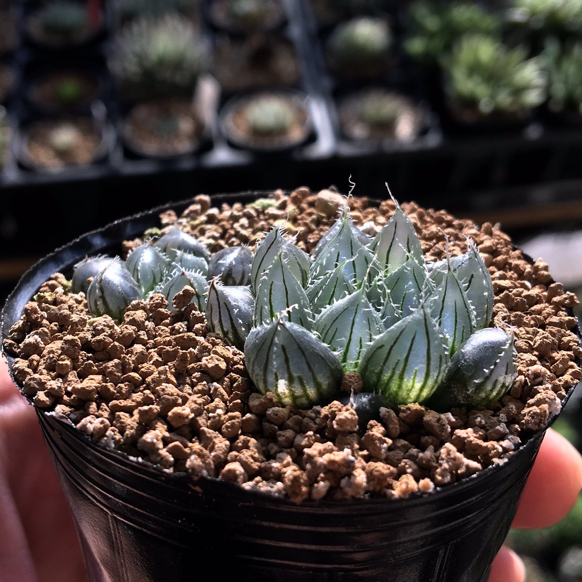 美リフェラ選手権に新エントリー

Haworthia cooperi var. pilifera, Fraser's Camp

たのしみたのしみ☺️

#pilifera #Haworthia #ハオルチア #ハオルシア #succulents #多肉植物