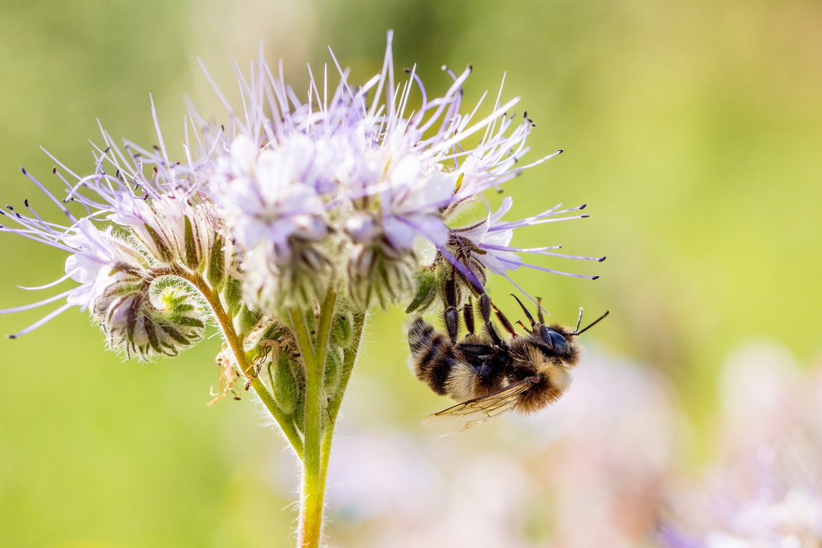 The buzz around bees just got a whole lot more intriguing. #DYK that scientists are still trying to crack the code on how bees communicate through dance? What secrets are they hiding? 🤔 Share your theories & let's unravel the mystery together. #WhatHasChanged #Act4Nature