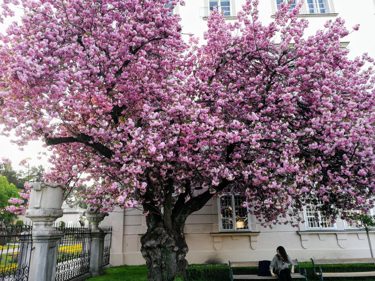 @pala0002 Kirschblüten-Hanami Mirabellgarten Salzburg.