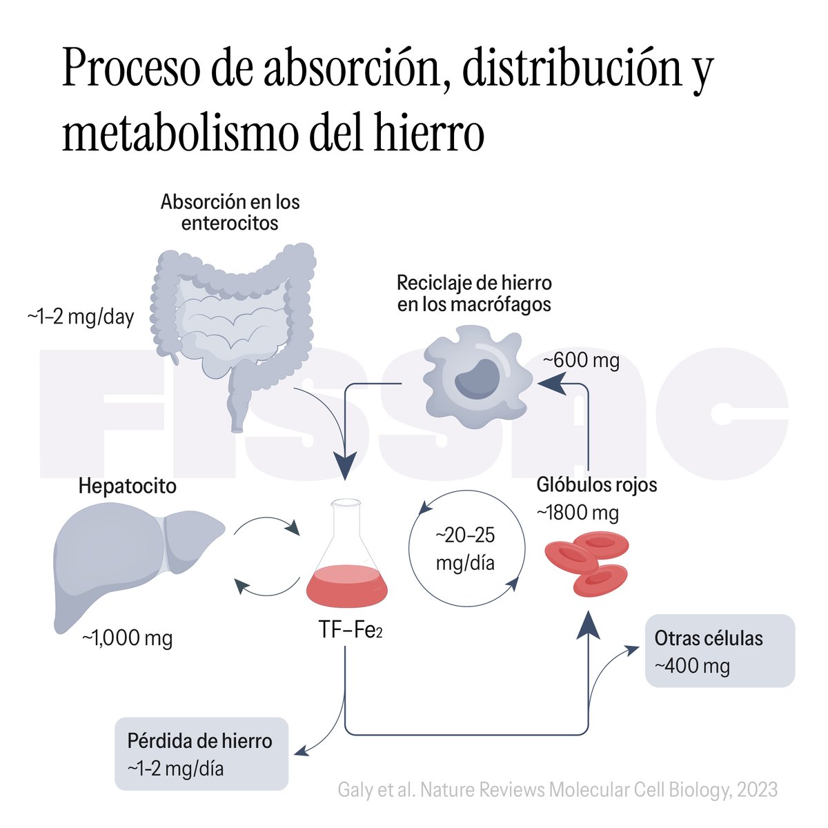 🩸El hierro constituye un elemento esencial para la vida humana, no solo debido a sus importantes funciones fisiológicas, sino también por su rol en el delicado equilibrio entre salud y enfermedad. 👉Un adulto necesita al día alrededor de 20 mg de hierro para cubrir los…