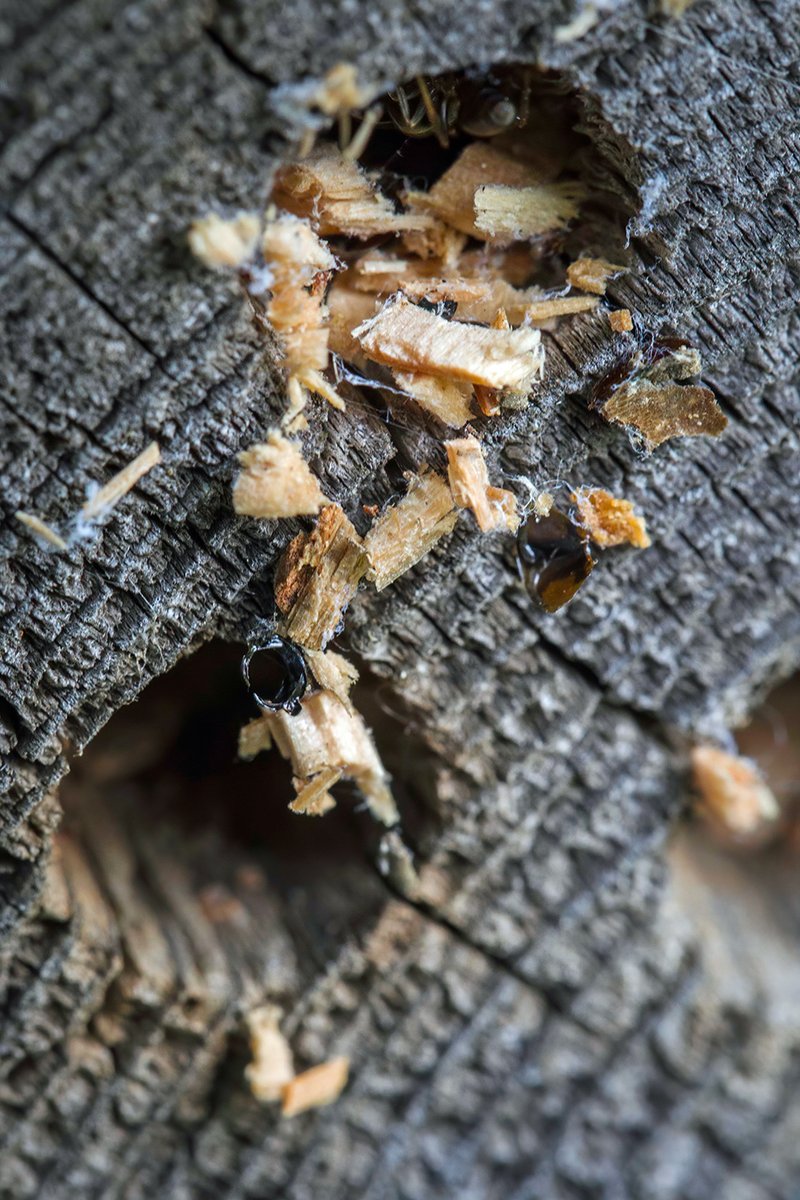 I wonder what's going on here in the bee-hotel. I'll keep an eye on the hole ...