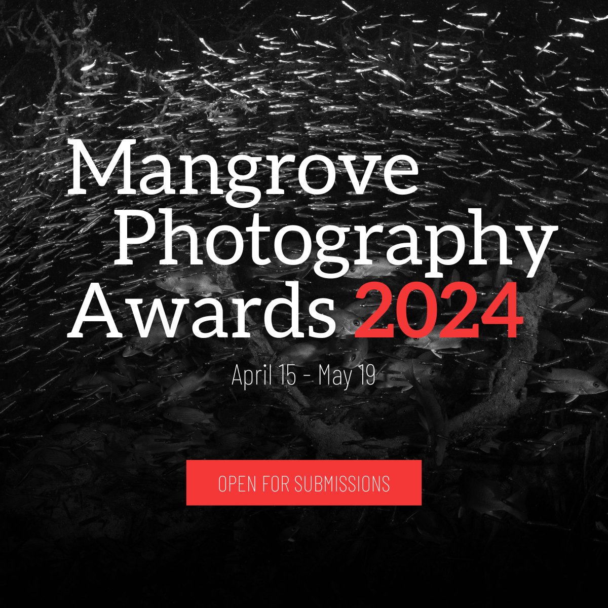 📣 Calling all #nature, #conservation, wildlife and mangrove enthusiasts! #DYK entries are open for the 2024 #MangrovePhotographyAwards, a platform for #photographers to raise their voices for the protection of #mangrove ecosystems📷photography.mangroveactionproject.org #mpa24 Pls RT & share💚