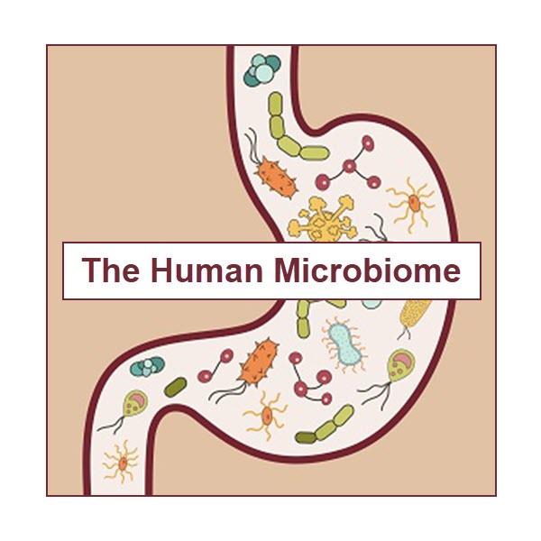 The Human Microbiome
Your microbiome has a major influence on your health. It is responsible for many relevant functions including the breakdown of complex food molecules. 
medicalterminologyblog.com/the-human-micr… 
#Microbiome #GutMicroBiome
