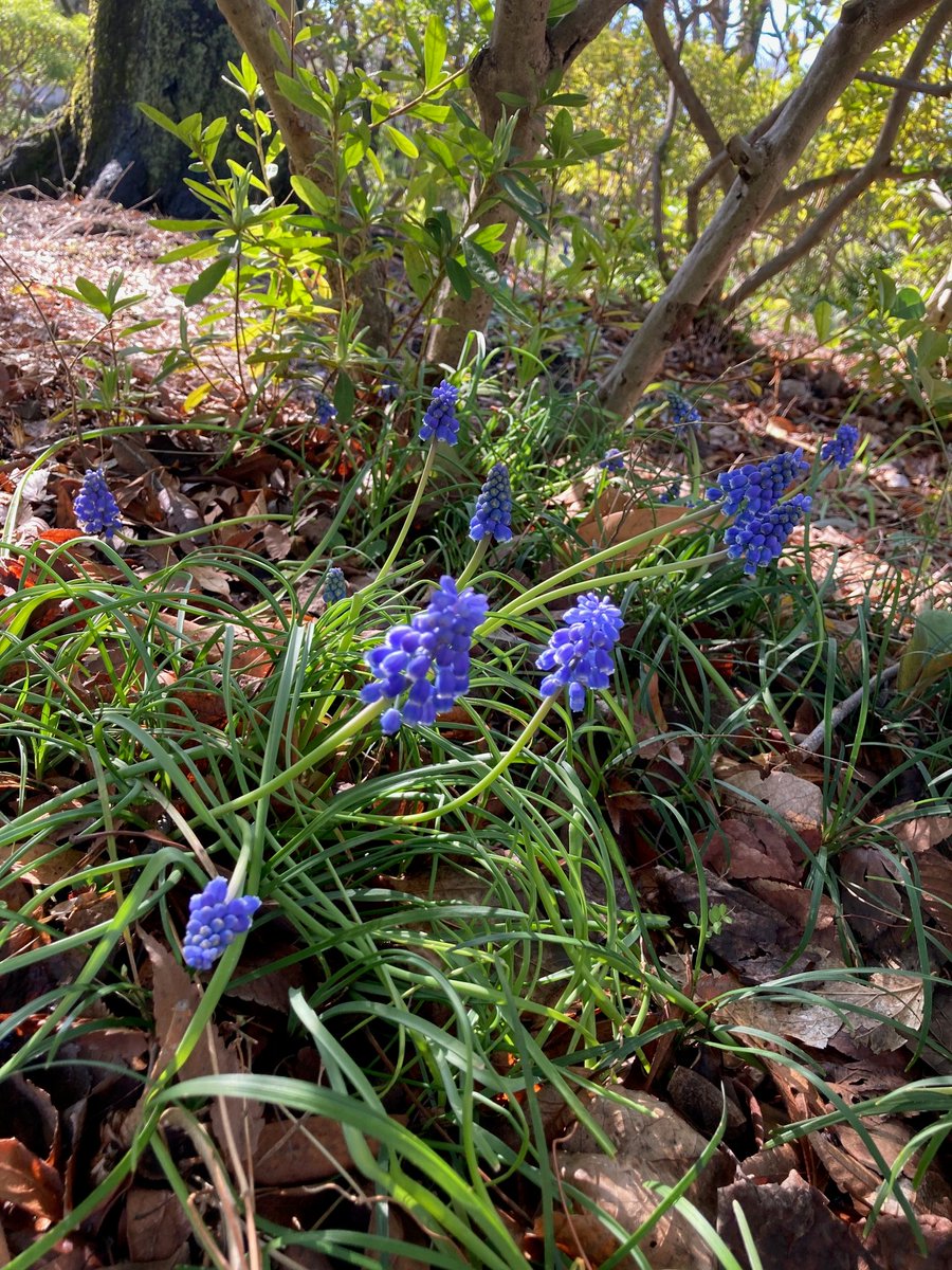 #ムスカリ 
#グレープヒアシンス #Muscari #私と植物 #花の写真 #花の写真を撮るのが好き #ｷﾘﾄﾘｾｶｲ #花でいっぱいにしよう #写真