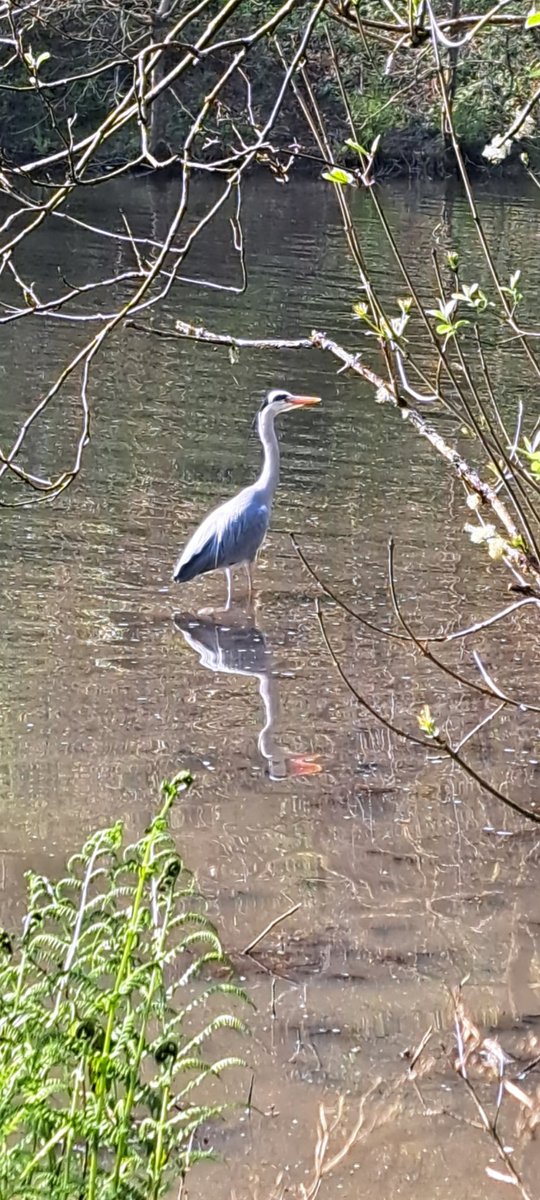 Heron posing nicely on the bottom lake at Dare Valley Country Park this morning. @DVCP9 #lovewhereyoulive