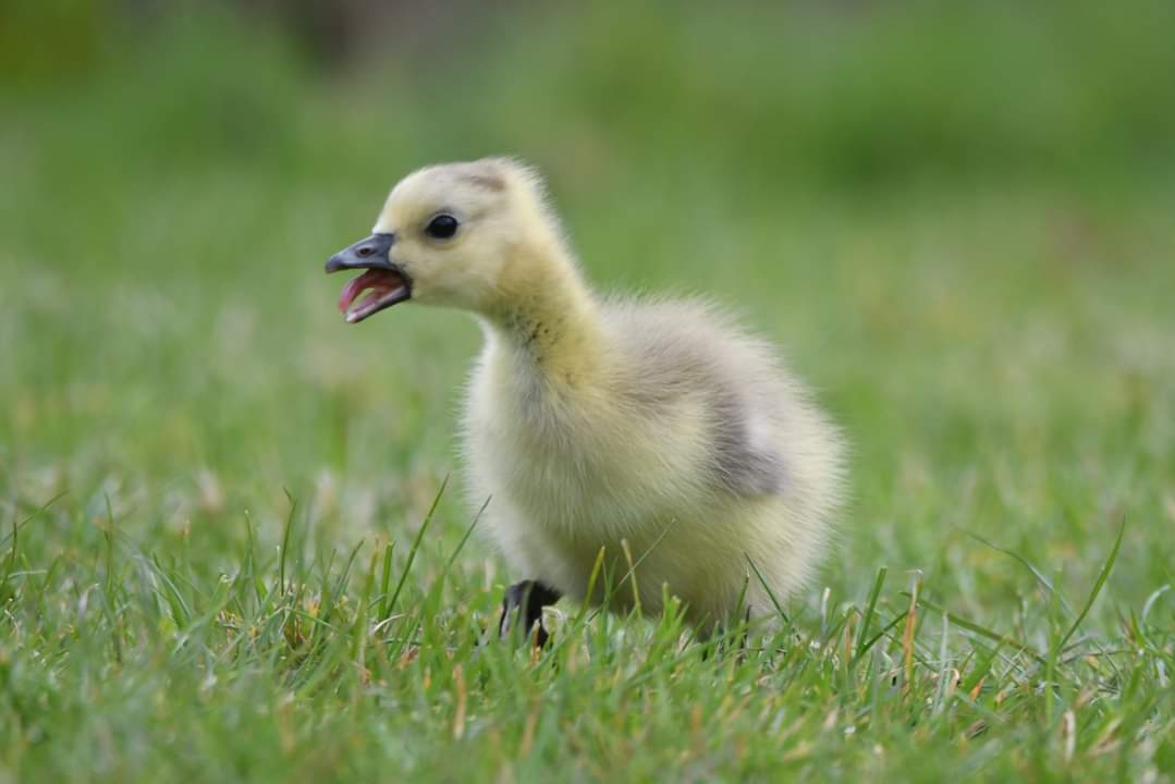 Canada Goose Gosling 
Bude Cornwall 〓〓 
#wildlife #nature #lovebude 
#bude #Cornwall #Kernow #wildlifephotography #birdwatching
#BirdsOfTwitter
#TwitterNatureCommunity
#CanadaGeese #Gosling