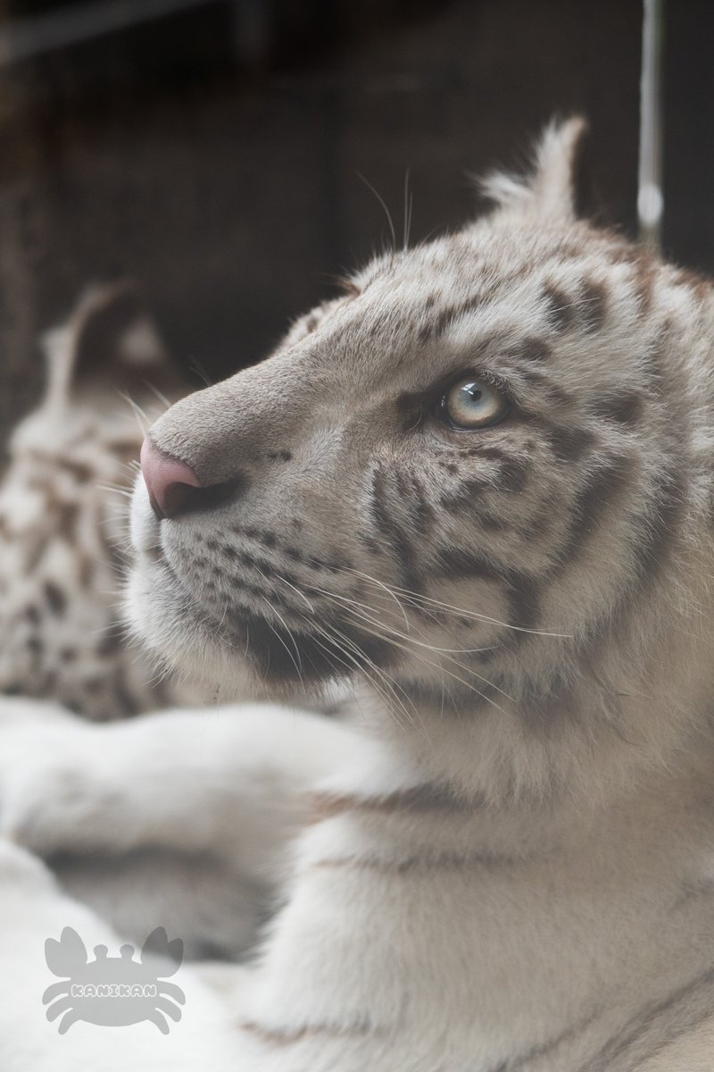 かわいい🐯🤍

 #ホワイトタイガー
 #宇都宮動物園
 #Zfc