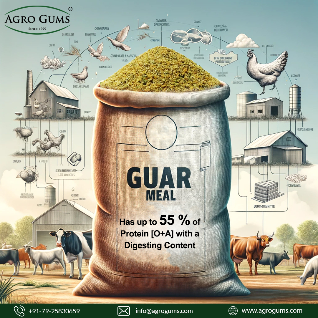 Unlock the power of Guar Meal! With up to 55% protein [O+A] & excellent digestibility, it's the ultimate choice for nutritious animal feed. Give your cattle the fuel they need to thrive!  

visit - agrogums.com/product/guar-m…

#agrogums #guarmeal #animalfeed #cattlefeed #paultryfeed