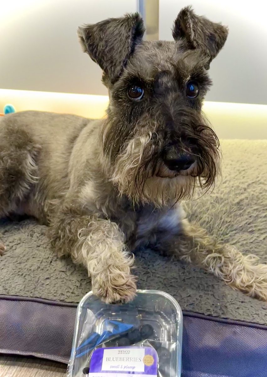 Osc_Schnauzer14's tweet image. Would you care for a blueberry?🫐 

#Dogs #Dogsofx #Schnauzers #SchnauzerGang #Blueberries