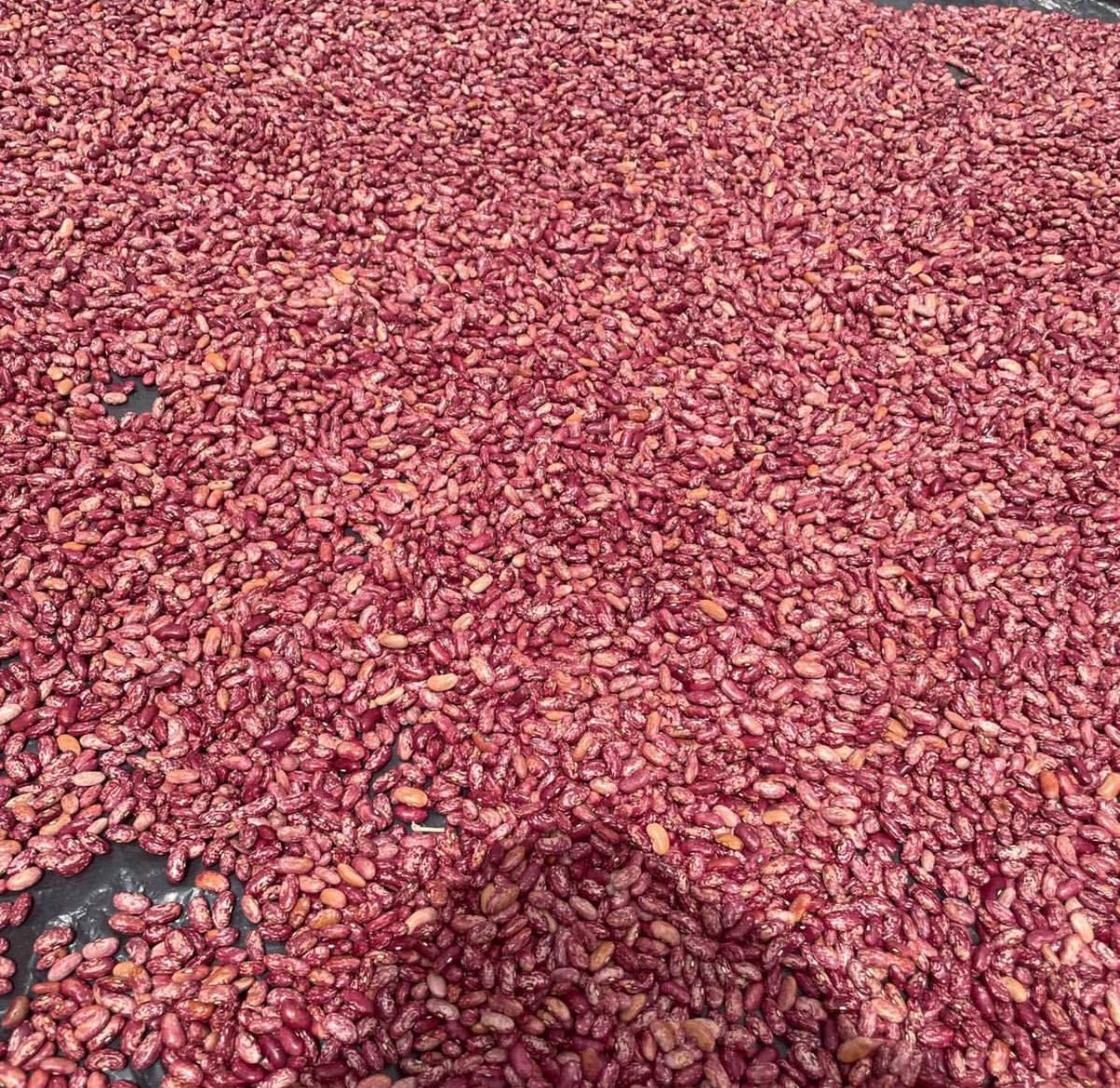 🌿 Harvesting Nyota Beans at Archipelago Farms 🌿 Our Nanyuki field is bustling with activity as we dry our bountiful Nyota bean crop! Stay tuned for updates on our sustainable farming journey. 🚜🌾 #ArchipelagoFarms #NyotaBeans #HarvestSeason #SustainableAgriculture #FarmToTable