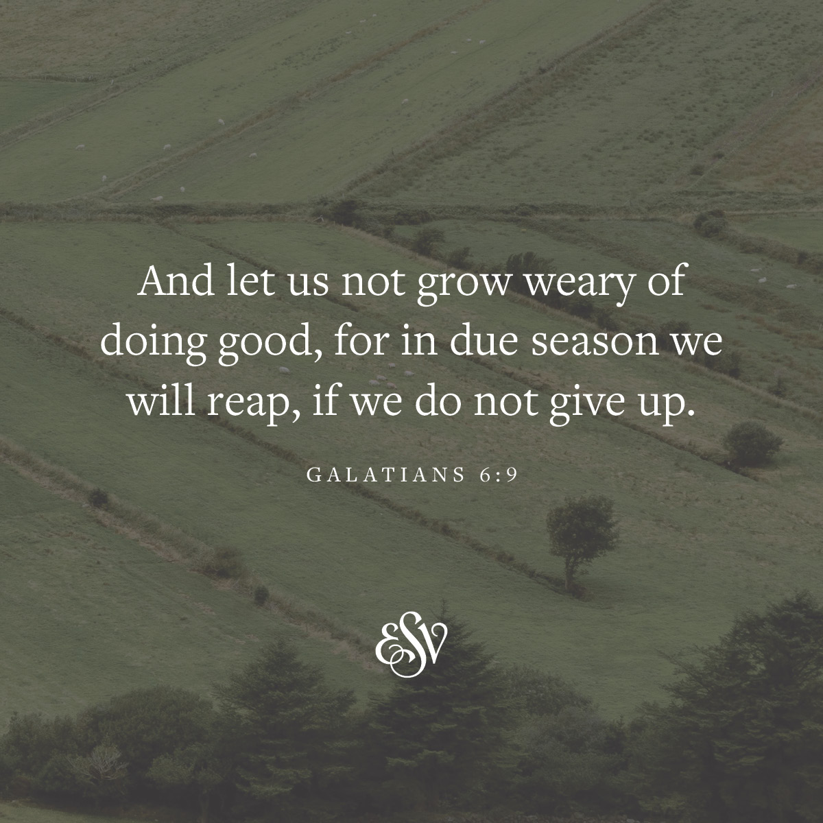 And let us not grow weary of doing good, for in due season we will reap, if we do not give up. —Galatians 6:9 ESV.org 

#Verseoftheday #ESV #Scripturememoryverse #Bible