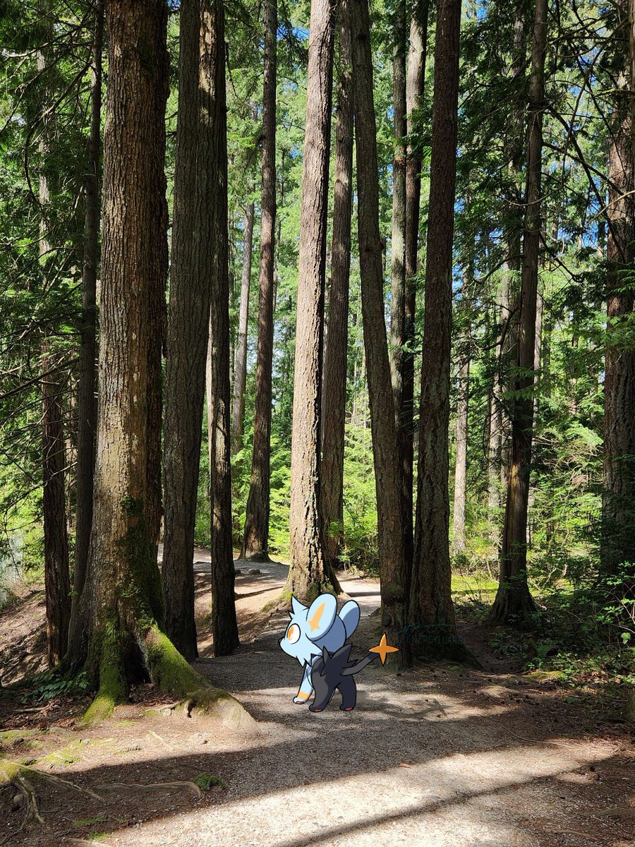 Went out on vacation recently, found this little guy out on the trails :0
#Pokemon #shinx
