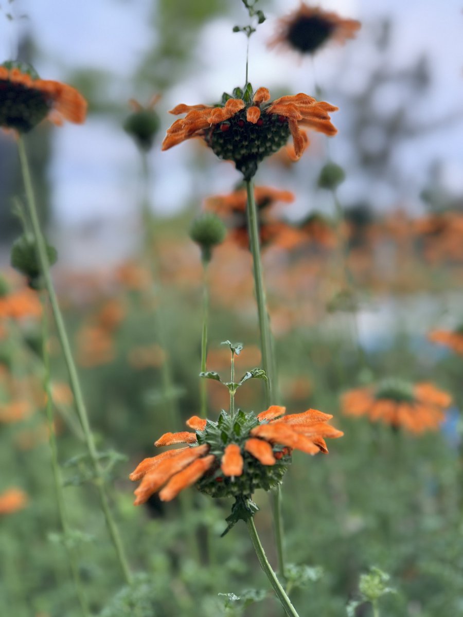 My husband has maintained golf courses for over 25 yrs, so a manicured lawn has always been important to him. I’ve always liked the wildflower look and I just realized he’s given me that in our front yard 🥰 #grateful 🧡