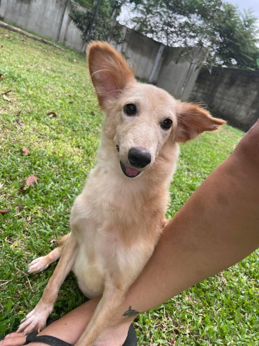 She arrived at our gates so weak & poorly, we thought she would die. This is Tyra 🥰 We nursed her back to health & found her a loving home 🧡 Please you help us make a difference to other dogs in need? 🙏 Paypal: donate@animalsos-sl.com Justgiving: justgiving.com/animalsos-sl…