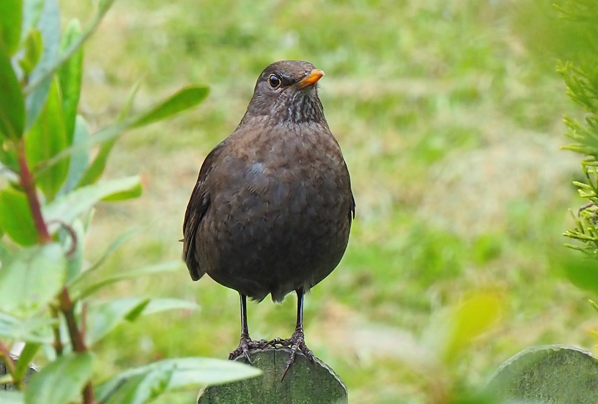 Blackbird Female in the garden today.