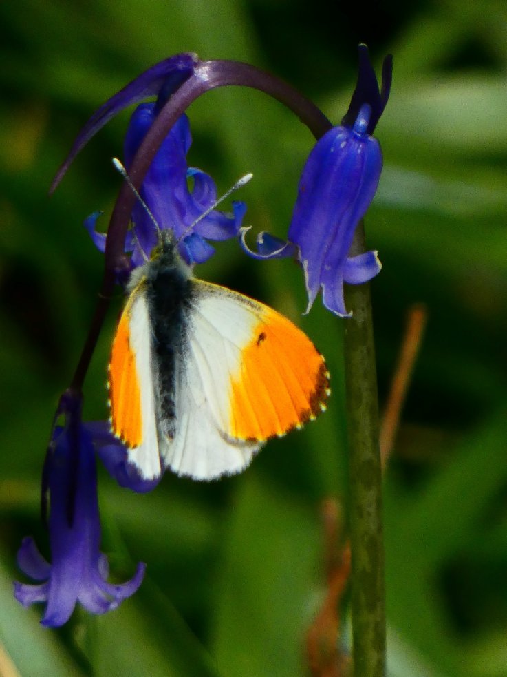 A male Orange-tip on bluebell in Yardley Chase with the conservation group this morning. @dave_b_james @BedsNthantsBC @savebutterflies