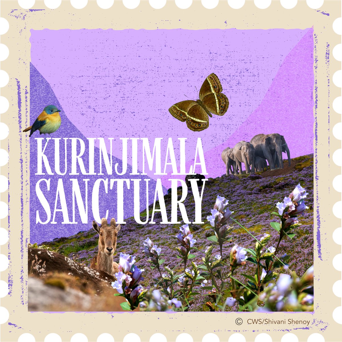 Kurinjimala Sanctuary, located in the eastern part of the Southern Western Ghats in Kerala near Vattavada and Kottakamboor villages, holds significant ecological, faunal, floral, geographical, and zoological importance. 

Designed by Upasana Chadha

#WondrousWesternGhats