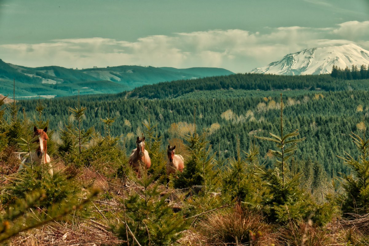 Awesome photo of wild horses near Silver Lake, WA. Also a cool view of Mount St. Helens in the distance. Thanks to Kathy Weissgerber for submitting this photo!