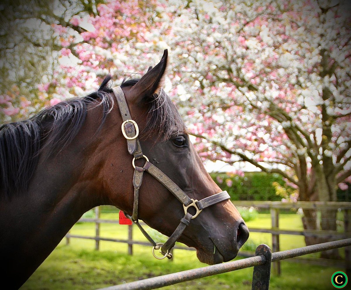 Embracing the beauty of spring with every petal in bloom 🌸✨ #Spring #NaturesArt #Thoroughbreds