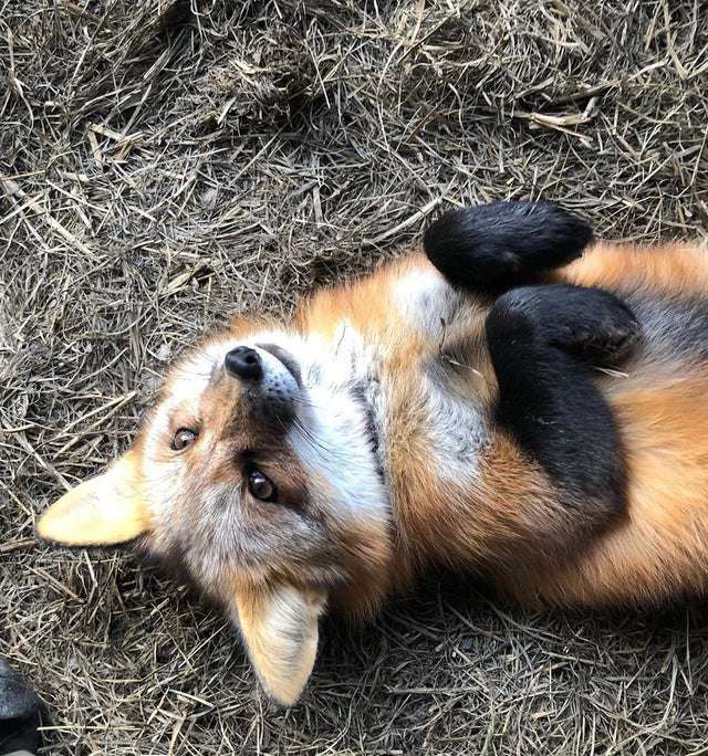 Foppo wants bellyrubs