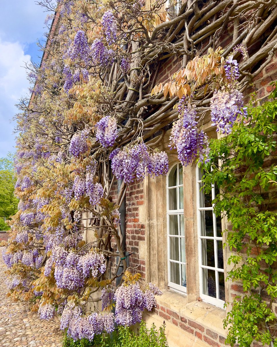 The sun came out just for long enough to capture a shot of the wisteria in First Court. Heavy rain in recent weeks means it’s not as full as some years, but it still smells amazing💜 #WisteriaWatch #WisteriaHysteria