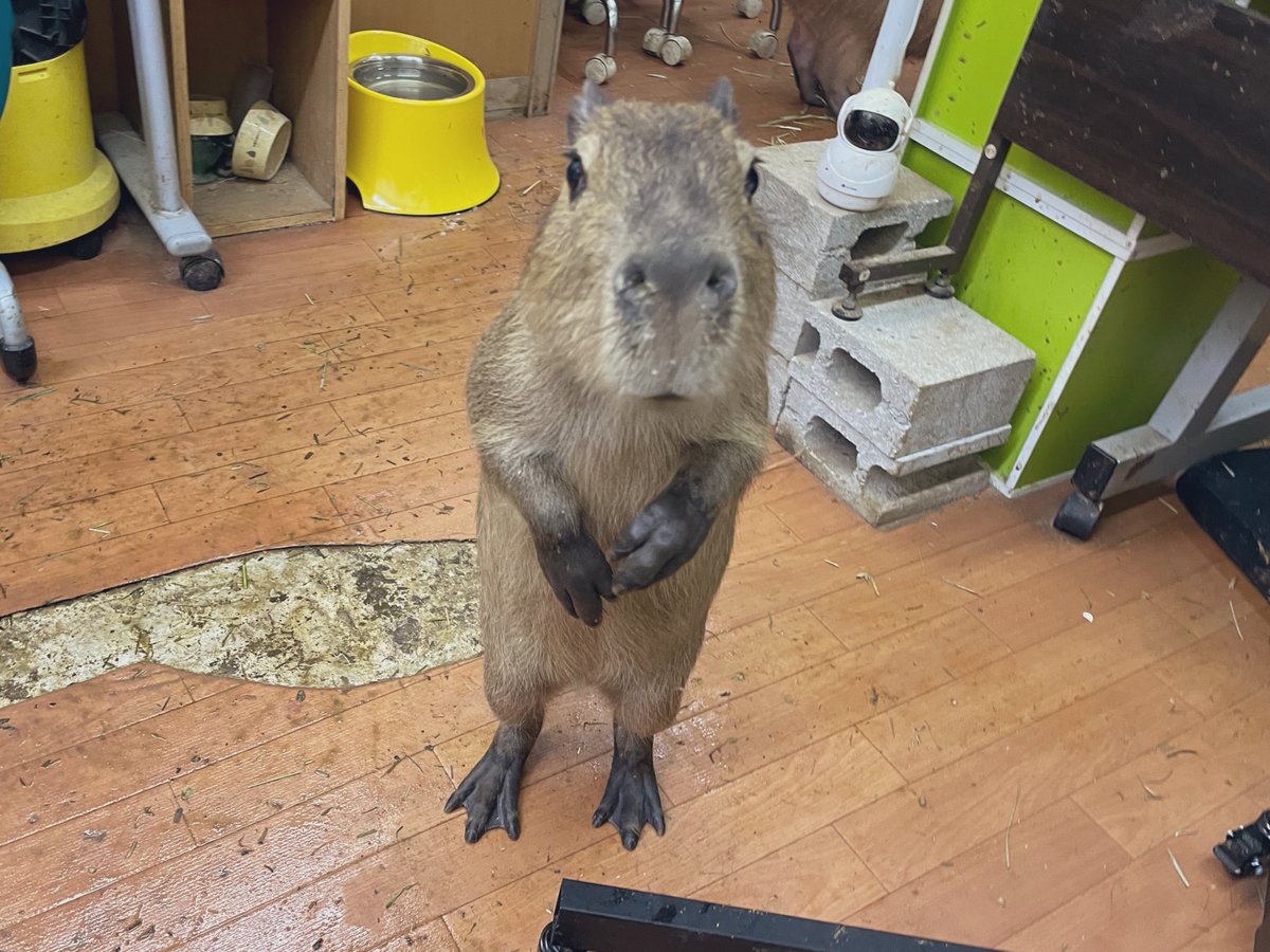 CapybaraLand tweet picture