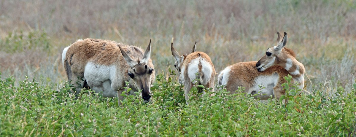Pronghorn Antelope doe and her twins munching on licorice burrs