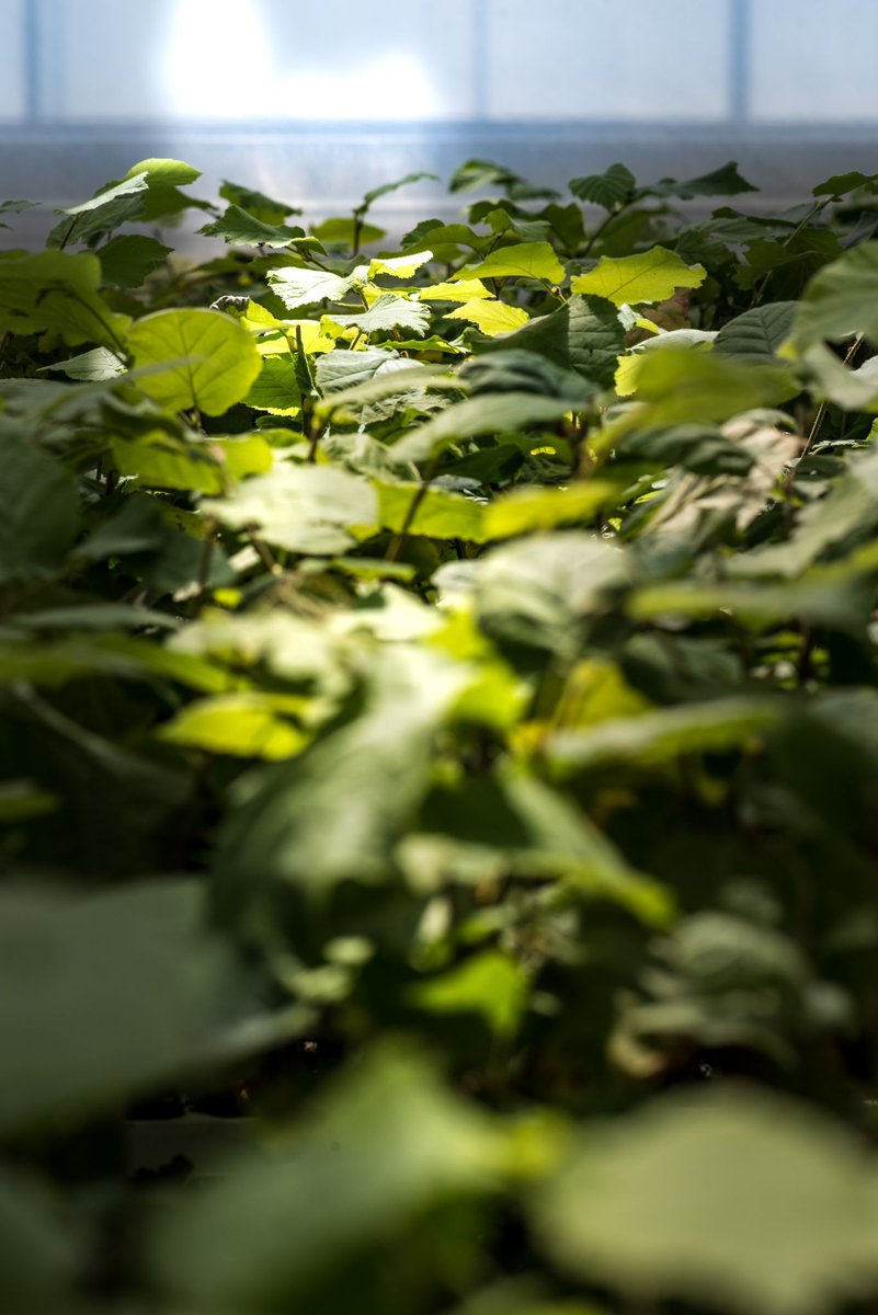 UrbaniTruffles's tweet photo. WHAT ARE TRUFFLE MYCORRHIZAL PLANTS?
Truffle mycorrhizal plants, plants belonging to ectomycorrhizal forest species, are obtained from certified seeds or from micropropagation/cutting and symbiotically united with the main species of prized truffles, demanded by the market. https://t.co/iMarQN0U8s