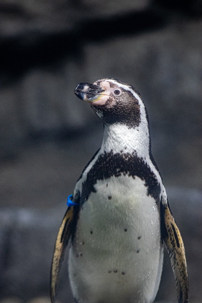 🐧 Happy #WorldPenguinDay! No two penguins have the same spot pattern on their bellies, just like a human fingerprint. Come out to see our Humboldt penguins inside of Galápagos Islands today!