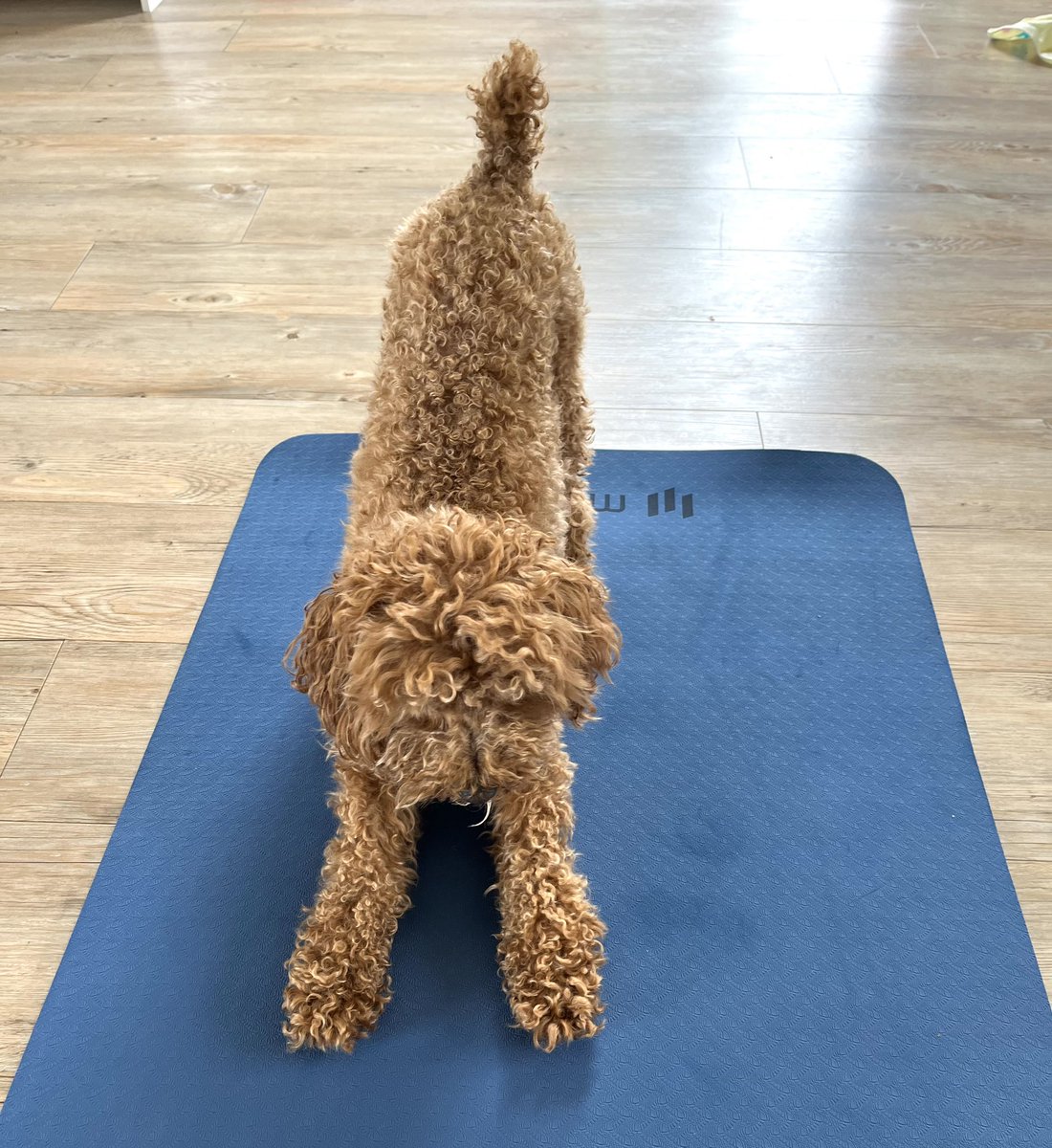 katebateman's tweet image. When you’re trying your best to do some yoga, and your #toypoodle shows you how to do the perfect downward dog. Thanks, Monty. #yoga #yogadog #downwarddog #toypoodle #toypoodlelove #amwriting #authorlife